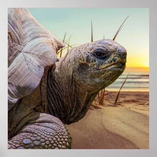 No Rush Poster (Voorkant)