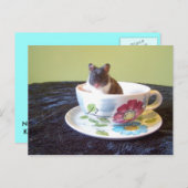 noah 2 Carte postale (Devant / Derrière)