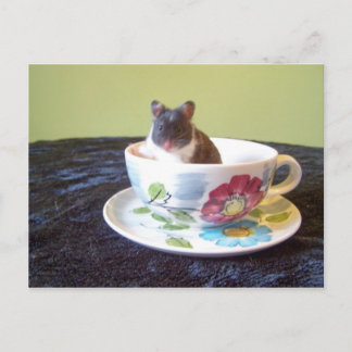 noah 2 Carte postale