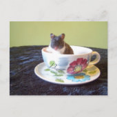 noah 2 Carte postale (Devant)