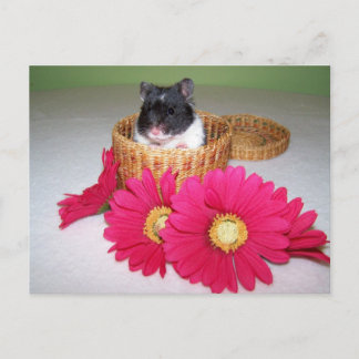 noah cutie briefkaart