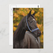 Noble Arabian Briefkaart (Voorkant / Achterkant)