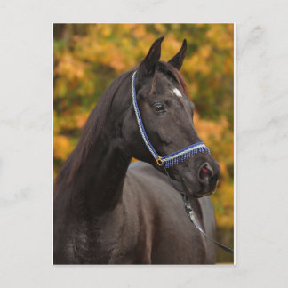 Noble Arabian Briefkaart