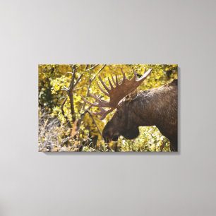 Noble Bull Moose Canvas Afdruk