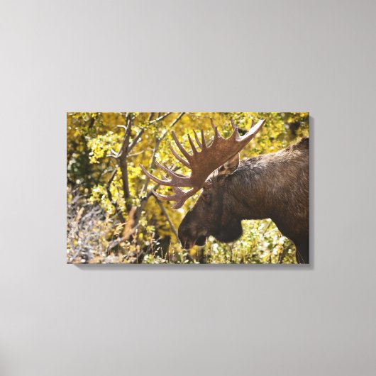 Noble Bull Moose Canvas Afdruk (Voorkant)