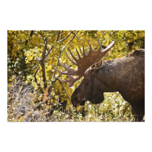 Noble Bull Moose Foto Afdruk (Voorkant)