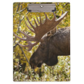 Noble Bull Moose Klembord (Voorkant)