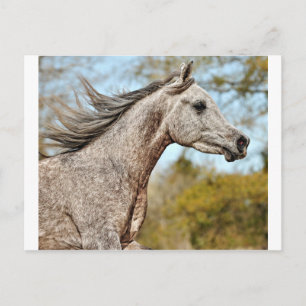 Noble en Proud Briefkaart