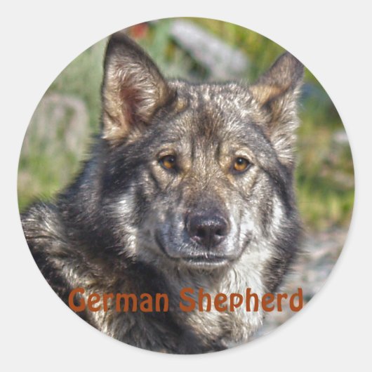 Noble German Shepherd Wolf-like Pose Ronde Sticker (Voorkant)
