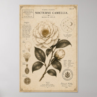 Nocturne Camellia Victoriaans Botanisch Museum Pri Poster