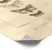 Nocturnes Specimen Poster (Hoek)