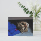 Noedels de kat in de lade briefkaart (Staand voorkant)