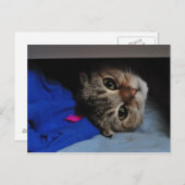 Noedels de kat in de lade briefkaart (Voorkant / Achterkant)