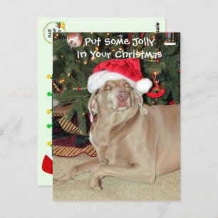 Noël de Pluie le Weimaraner Dog Carte postale