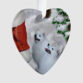 Noël Eskimo Chien américain (devant)