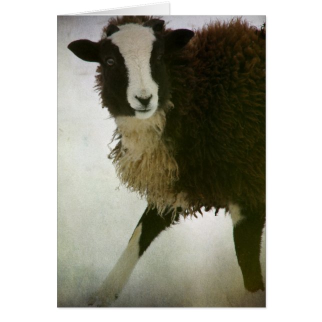 Noël Lambchops (Devant)