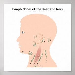 Noeuds lymphatiques de la tête et du cou Poster