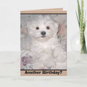 NOG EEN VERJAARDAG? Maltese puppy Wenskaart Kaart