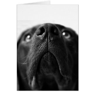 Noir Labrador nez près