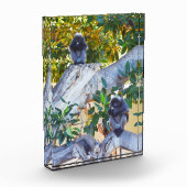 Noir Langur Singes Manger, Bloc Photo (Gauche)