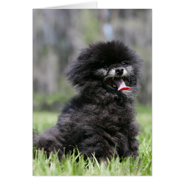 Noir Pomeranian (Devant)