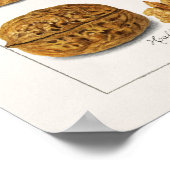 Noix (Juglans) Poster de peinture à l'aquarelle de (Coin)