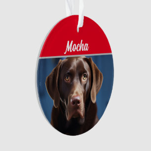 Nom du chien Chocolat Labrador Photo de chien Noël