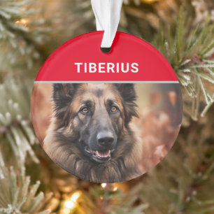 Nom et photo du chien Tervuren belge Noël