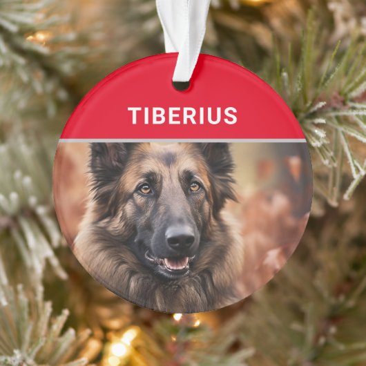 Nom et photo du chien Tervuren belge Noël (Arbre)