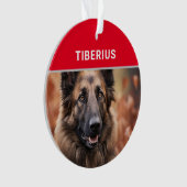 Nom et photo du chien Tervuren belge Noël (devant)