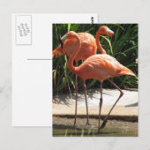 Nombre de Flamants roses Carte postale (Devant / Derrière)