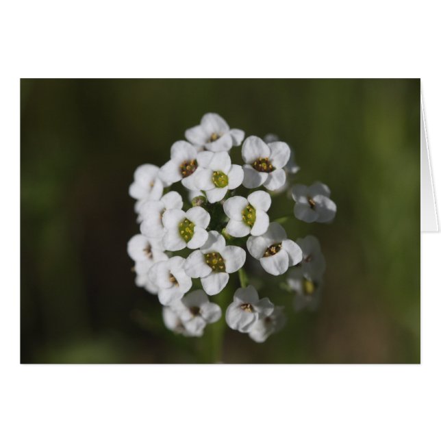 non défini (Devant horizontal)