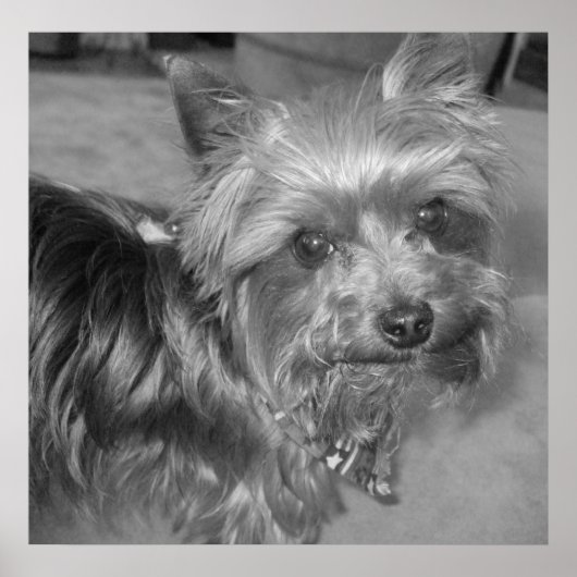 Non-nonsense pup poster (Voorkant)