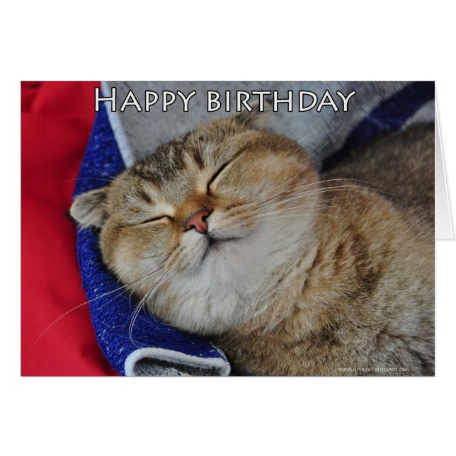 Noodles de Scottish Fold Cat slaapt (Voorkant Horizontaal)