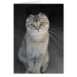 Noodles the Scottish Fold ziet er onschuldig uit