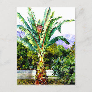 Noord-Abyssiniaanse Ensete in een tuin in Tenerife Briefkaart