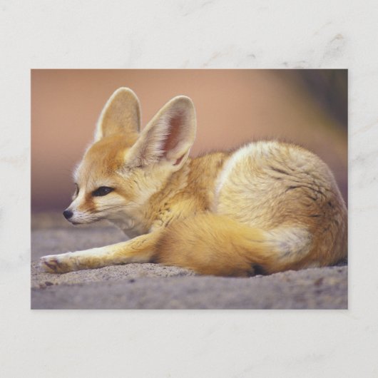 Noord-Afrika. Fennec Fennecus zerda) Briefkaart (Voorkant)