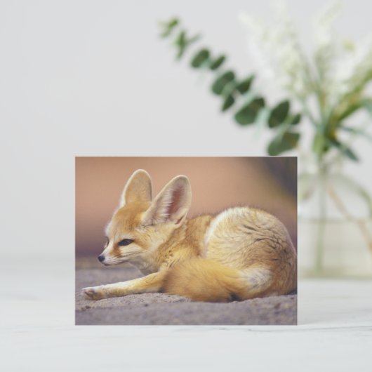 Noord-Afrika. Fennec Fennecus zerda) Briefkaart (Staand voorkant)