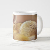 Noord-Afrika. Fennec Fennecus zerda) Extra Grote Beker (Voorkant rechts)