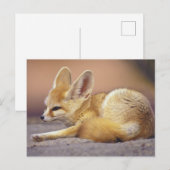 Noord-Afrika. Fennek Fennecus zerda) Briefkaart (Voorkant / Achterkant)