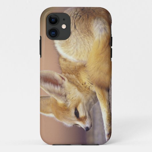 Noord-Afrika. Fennek Fennecus zerda) Case-Mate iPhone Case (Achterkant)