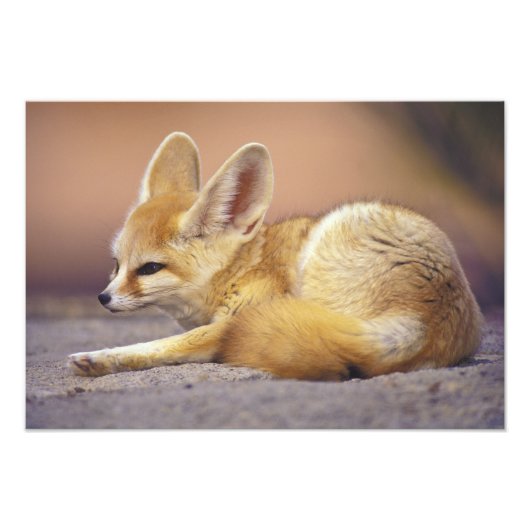 Noord-Afrika. Fennek Fennecus zerda) Foto Afdruk (Voorkant)