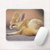 Noord-Afrika. Fennek Fennecus zerda) Muismat (Met muis)