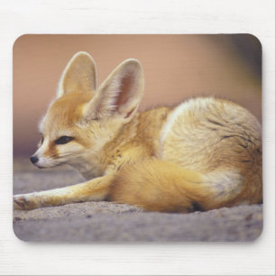 Noord-Afrika. Fennek Fennecus zerda) Muismat