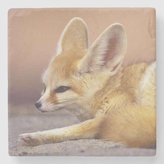 Noord-Afrika. Fennek Fennecus zerda) Stenen Onderzetter (Voorkant)
