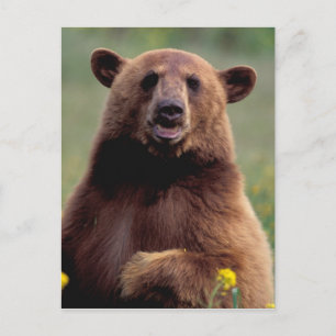 Noord-Amerika, Californië, kaneel zwarte beer Briefkaart