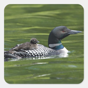 Noord-Amerika, Canada, Brits-Columbia, Lac Le Vierkante Sticker