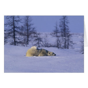 Noord-Amerika, Canada, Manitoba, Churchill