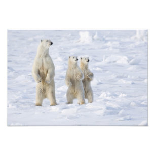 Noord-Amerika, Canada, Manitoba, Churchill. 5 Foto Afdruk