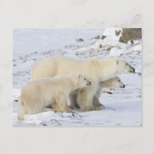 Noord-Amerika, Canada, Manitoba, Churchill Briefkaart